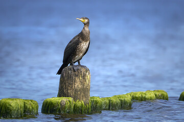 Fototapeta premium Kormoran (Phalacrocorax carbo) steht mit gedrehtem Kopf auf einer Buhne im blauen Meer - Bansin, Insel Usedom, Ostsee, Deutschland