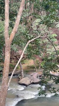 stream in the forest