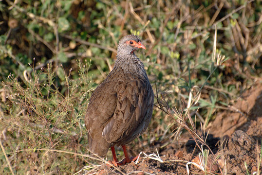 Red-necked spurfowl bird. Kenya, Africa