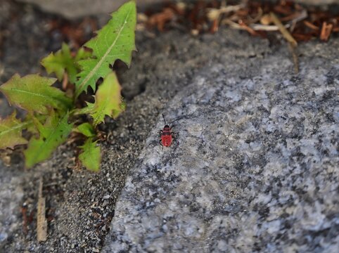 Red firebug nymph (Pyrrhocoris apterus) on granite stone next to dandelion leaves