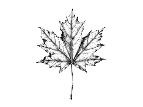 Vintage maple leaf illustration, hand drawn botanical sketch, black and white autumn foliage vector, rustic fall leaf art