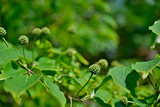 Multiple green cornus kousa fruit balls scattered among green leaves on branches