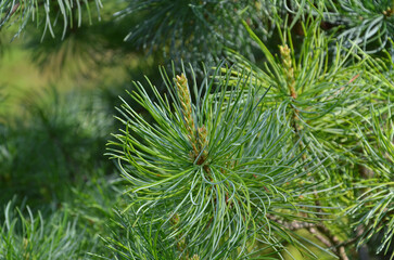 Pinus parviflora Glauca branches with long green spruce and young cones. © Mariana