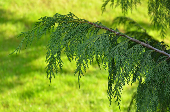 Chamaecyparis nootkatensis &lsquo;Glauca Pendula&rsquo; (weeping Alaskan Cedar)  branches against natural yellow -green sunlit grass surraunding landscape.