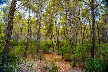 Obraz premium Forest floor with tall trees and green undergrowth