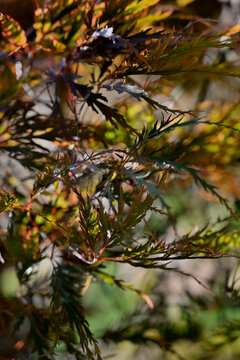 Reddish-green dissected Japanese maple leaves in dappled sunlight