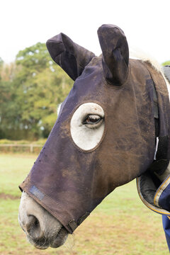 Horse wearing a turn out hood on its head to keep it clean when turned out in the field. Equestrian life. 