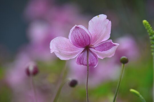 Later summer flower anf budd with colorful soft background 