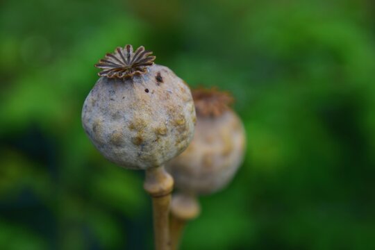 Large poppy seeds with soft background 