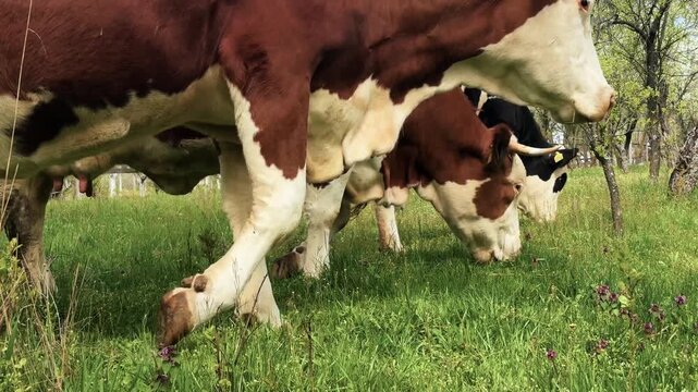 Cattle grazing fresh green grass on pastureland