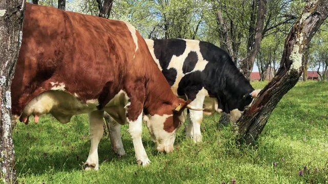 Cattle grazing in a spring orchard with fresh green grass
