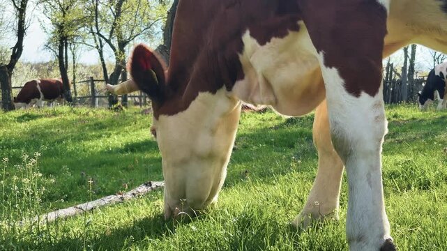 Dairy cow grazing fresh green pastureland in nature