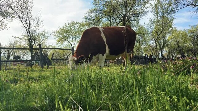 Cow standing in green pasture looking at camera