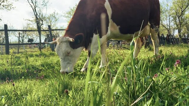 Cow grazing in green pasture with wildflowers
