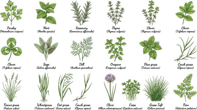 Culinary herbs and wild grass collection including parsley mint rosemary thyme clover sage dill oregano fescue for cooking