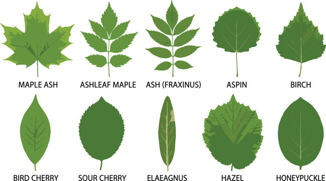Green tree leaves collection featuring maple ash aspin birch cherry elaeagnus hazel honeysuckle for forest botanical flora layout