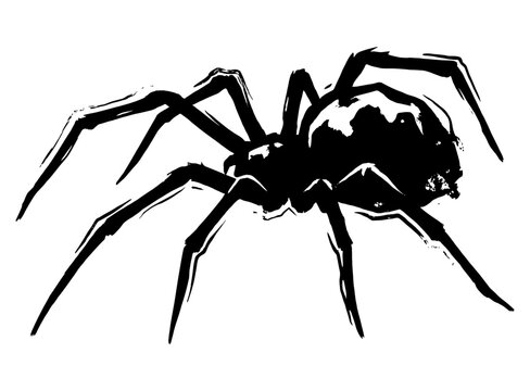 Creepy black widow spider illustration with long legs and detailed abdomen, representing arachnid insect, halloween graphics, and gothic grunge art isolated on white background