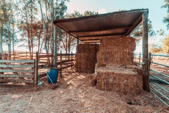 Golden rectangular bales are stacked beneath a corrugated roof beside wooden pens, a blue barrel and manure forks, showing practical farm storage with loose straw scattered across the ground
