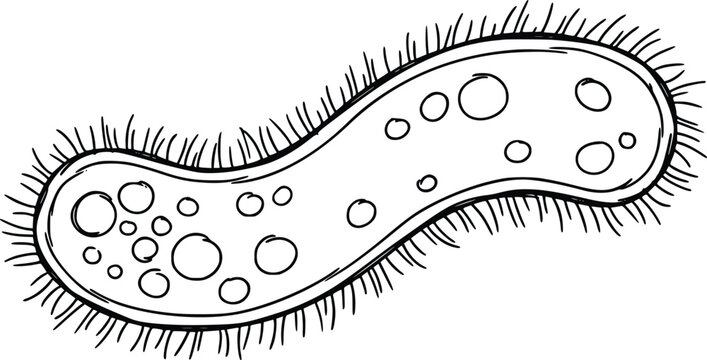 Paramecium unicellular organism vector illustration showing microscopic ciliate structure with internal organelles in simple hand drawn black and white style