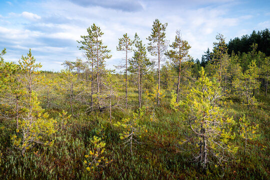 Young pine trees and yellowing shrubs spread across open marshy forest landscape. Early autumn in peat bog