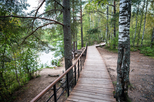 Wooden boardwalk with metal railing follows shoreline through birch and pine forest. Raised eco trail beside woodland lake during early autumn outdoor walking season. Walk in nature for mental health