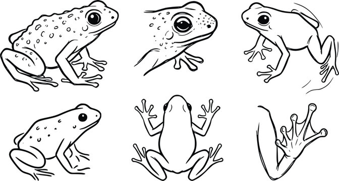 Frog collection vector illustration set featuring various toad species in outline art style isolated on clean white background elements