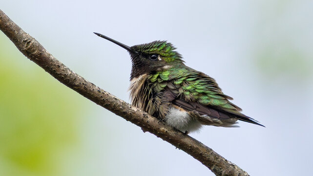 Vibrant hummingbird perched on branch with iridescent green plumage and long beak