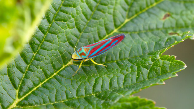 Colorful leafhopper insect on vibrant green leaf with visible veins