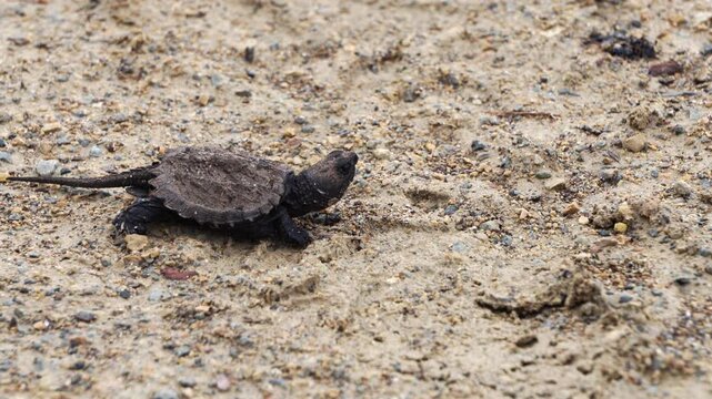 A baby snapping turtle is walking in search of a swamp.