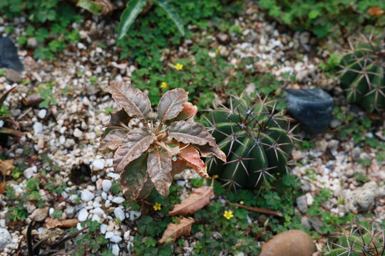 A Dorstenia often referred to as desert coconut or a succulent in the Euphorbia genus such as Euphorbia francoisii showing wilting or browning leaves. In the background is a Ferocactus cactus. tubers
