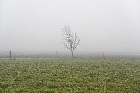 A solitary leafless tree stands in a foggy rural field behind a simple wire fence.