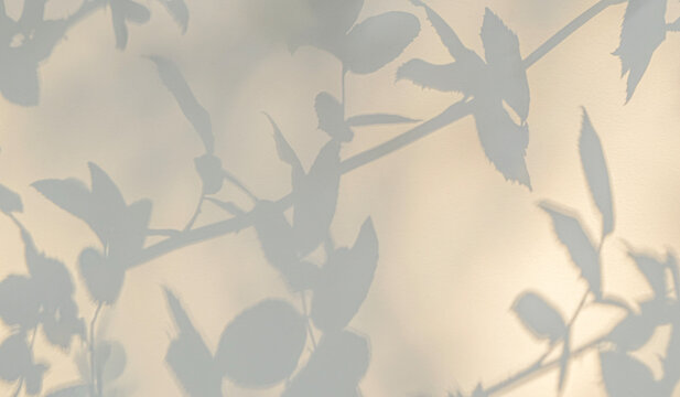 Rose leaf shadow. Shadows and light from sunlight of natural rose leaf tree branch plant , grey rose leaves shadow overlay effect for foliage mockup