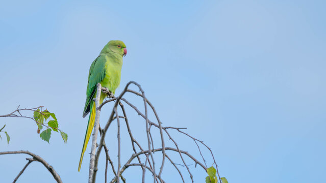Birds of Germany - Psittacula krameri - Rose-ringed parakeet perched on bare tree branches