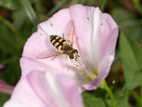Bio Diversity - Eupeodes corollae - Little Yellow Fly in a pink Flower