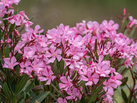 Pink oleander (Nerium oleander) in full bloom in Marjal dels Moros wetland, Sagunto, Valencia, Spain