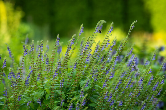 Scutellaria altissima, tall skullcap, a perennial herb with upright stems, opposite serrated leaves and numerous delicate blue-violet, two-lipped flowers arranged along one-sided racemes. 