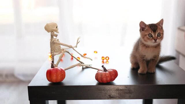 Playful Halloween kitten sits on a wooden table beside pumpkins and a plastic skeleton decor