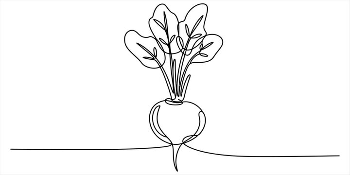 Simple black and white line drawing of a beets plant with green leaves growing from the soil Vector, illustration