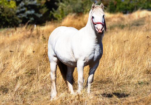 wei&szlig;es Pferd