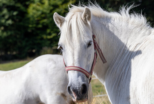 wei&szlig;es Pferd