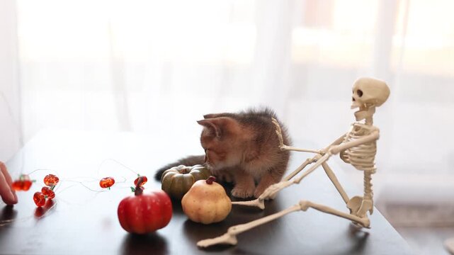Playful Halloween kitten with pumpkins and skeleton on tabletop decor