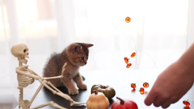 Playful Halloween kitten on a tabletop with pumpkin lights and a plastic skeleton decoration
