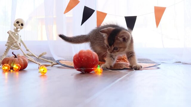 Playful Halloween kitten approaches a decorative pumpkin on a white tabletop in a cozy indoor scene