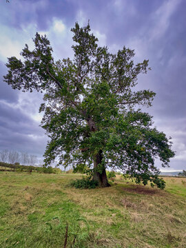 Large Mature Oak Tree Standing Alone in a Rural Field Under a Cloudy Sky