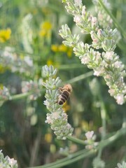 Honey bee collecting nectar on blooming white lavender flowers in summer garden © Peter