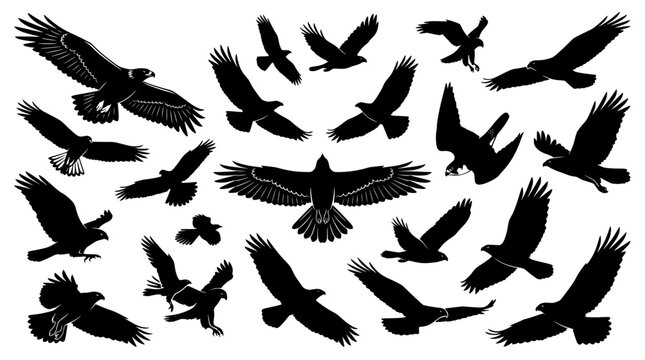 Eagle silhouette vector collection, flying hawk and falcon bird shapes, black predatory bird icons set for nature logos