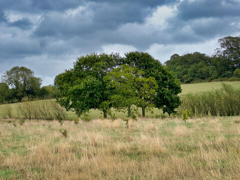 Mature Green Trees Stand in a Rural Field Under a Dramatic Stormy Sky