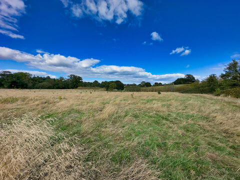 Scenic Countryside Field with Green Trees Under a Blue Sky and White Clouds