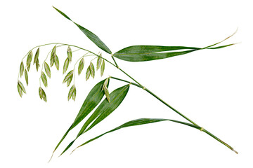 Fototapeta premium Oat plant stalk with leaves and grain isolated on transparent background
