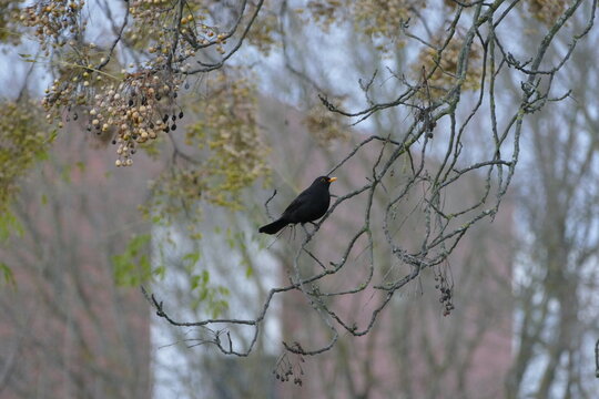 Natureza no inverno continua linda.